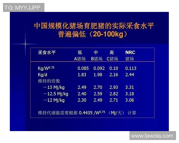 上海羽毛球队耐力训练的关键因素与提升策略探讨